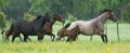 Panoramic of horse herd running in green field Royalty Free Stock Photo