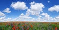 Idyllic view, meadow with red poppies blue sky in the background Royalty Free Stock Photo