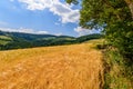 Panoramic idyllic summer farmland countryside with golden cereals on a bright sunny hot day