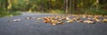 Panorama. Asphalt road during autumn time with leaves