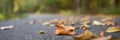 Panorama. Asphalt road during autumn time with leaves