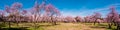 A panoramic image of blooming pink almond tree flowers in spring