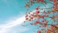 Panoramic image of cherry blossom with a turquoise blue sky in the background with clouds diagonally over the image, with space on Royalty Free Stock Photo