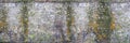 Panoramic image of a Decorativeold flint wall with green and yellow vegetable moss