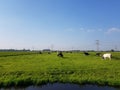 Panoramic image of Dutch cows in front of farm buildings in the province Royalty Free Stock Photo