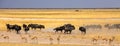 Dust wildebeest on the Etosha plains Royalty Free Stock Photo