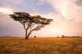 Panoramic image of a lonely acacia tree in Savannah in Serengeti National Park, Tanzania - Safari in Africa