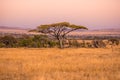 Panoramic image of a lonely acacia tree in Savannah in Serengeti National Park, Tanzania - Safari in Africa Royalty Free Stock Photo