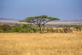 Panoramic image of a lonely acacia tree in Savannah in Serengeti National Park, Tanzania - Safari in Africa Royalty Free Stock Photo