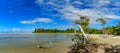 Panoramic image of the meeting of the mangrove and its vegetation with the sea Royalty Free Stock Photo