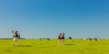 Panoramic image of milk cows in the Dutch province of Friesland