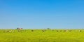 Panoramic image of milk cows in the Dutch province of Friesland