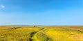 Panoramic image of reed in front of the Dutch IJsselmeer Royalty Free Stock Photo