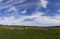 Panoramic image sheep goats field sky