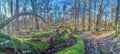 Panoramic image of a tree trunk covered in bright green moss in a forest Royalty Free Stock Photo