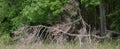 Panoramic image of trees, grass photographed at Cades Cove Park Royalty Free Stock Photo