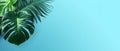 Tropical leaves on a light-blue background