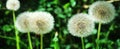 Panoramic image of white fluffy dandelion on a green background Royalty Free Stock Photo