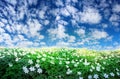 Panoramic image of white wildflowers against the blue sky in spring.