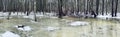 The panoramic image of winter park, black trunks of trees stand in water, cloudy weather Royalty Free Stock Photo