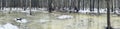 The panoramic image of winter park, black trunks of trees stand in water, cloudy weather Royalty Free Stock Photo