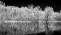 Panoramic Infrared Black and White Lake, Forest, and Sky Royalty Free Stock Photo