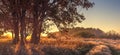 Panoramic landscape of autumn nature in the clear october morning. Large tree on golden grass in sunlight. Autumn nature landscape