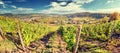 Panoramic landscape with autumn vineyards