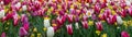 Panoramic landscape of colorful beautiful blooming tulip field in Holland Netherlands in spring - Tulips flowers background banner Royalty Free Stock Photo