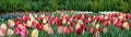 Panoramic landscape of colorful beautiful blooming tulip field in Holland Netherlands in spring - Tulips flowers background banner Royalty Free Stock Photo