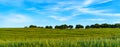 Panoramic landscape of fields with green grass, threes and clouds Royalty Free Stock Photo