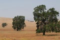 California- Landscape of Golden Hills and Beautiful Oak Trees Royalty Free Stock Photo