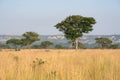 Landscape, Ishasha, Uganda