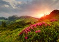Panoramic landscape of mountains at sunset. View of hills, covered with fresh blossom rhododendrons. Spring landscape.