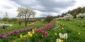 Panoramic landscape with multicolor spring flowers Royalty Free Stock Photo