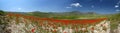 Panoramic landscape with poppies