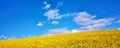 Panoramic landscape prairie view of rapeseed field under clear blue sky with white clouds