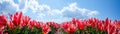 Panoramic landscape of red beautiful blooming tulip field in Holland Netherlands in spring with blue sky and clouds, illuminated Royalty Free Stock Photo