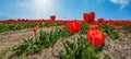 Panoramic landscape of red beautiful blooming tulip field in Holland Netherlands in spring with blue sky, clouds and sunbeams - Royalty Free Stock Photo