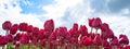 Panoramic landscape of red beautiful blooming tulip field in Holland Netherlands in spring, illuminated by the sun with blue Royalty Free Stock Photo