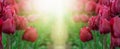 Panoramic landscape of red beautiful blooming tulip field in Holland Netherlands in spring, illuminated by the sun - Close-up of Royalty Free Stock Photo