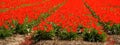 Panoramic landscape of red beautiful blooming tulip field in Holland Netherlands in spring, illuminated by the sun - Tulips Royalty Free Stock Photo