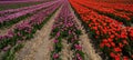 Panoramic landscape of red purpel pink beautiful blooming tulip field in Holland Netherlands in spring, illuminated by the sun - Royalty Free Stock Photo