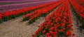 Panoramic landscape of red purpel pink beautiful blooming tulip field in Holland Netherlands in spring, illuminated by the sun - Royalty Free Stock Photo