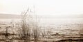 Panoramic landscape with reeds in a lake water Royalty Free Stock Photo