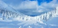 Panoramic landscape of a snowy forest in the mountains on a sunny winter day. Ukrainian Carpathians, near Mount Petros