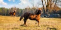 Panoramic landscape with two horses on an autumn grass Royalty Free Stock Photo