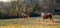 Panoramic landscape with two horses on an autumn grass Royalty Free Stock Photo