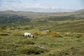 Panoramic landscape view across Dartmoor National Park in Summer with wide views of several tors and valleys Royalty Free Stock Photo