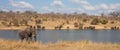 Panoramic landscape view of african elephants Loxodanta africana family herd drinking at a waterhole dam